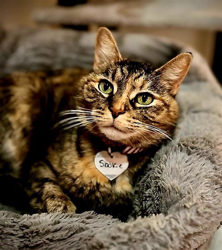 Sookie, a ADOPTABLE Domestic Short Hair in Johnson City, TN image 2/3