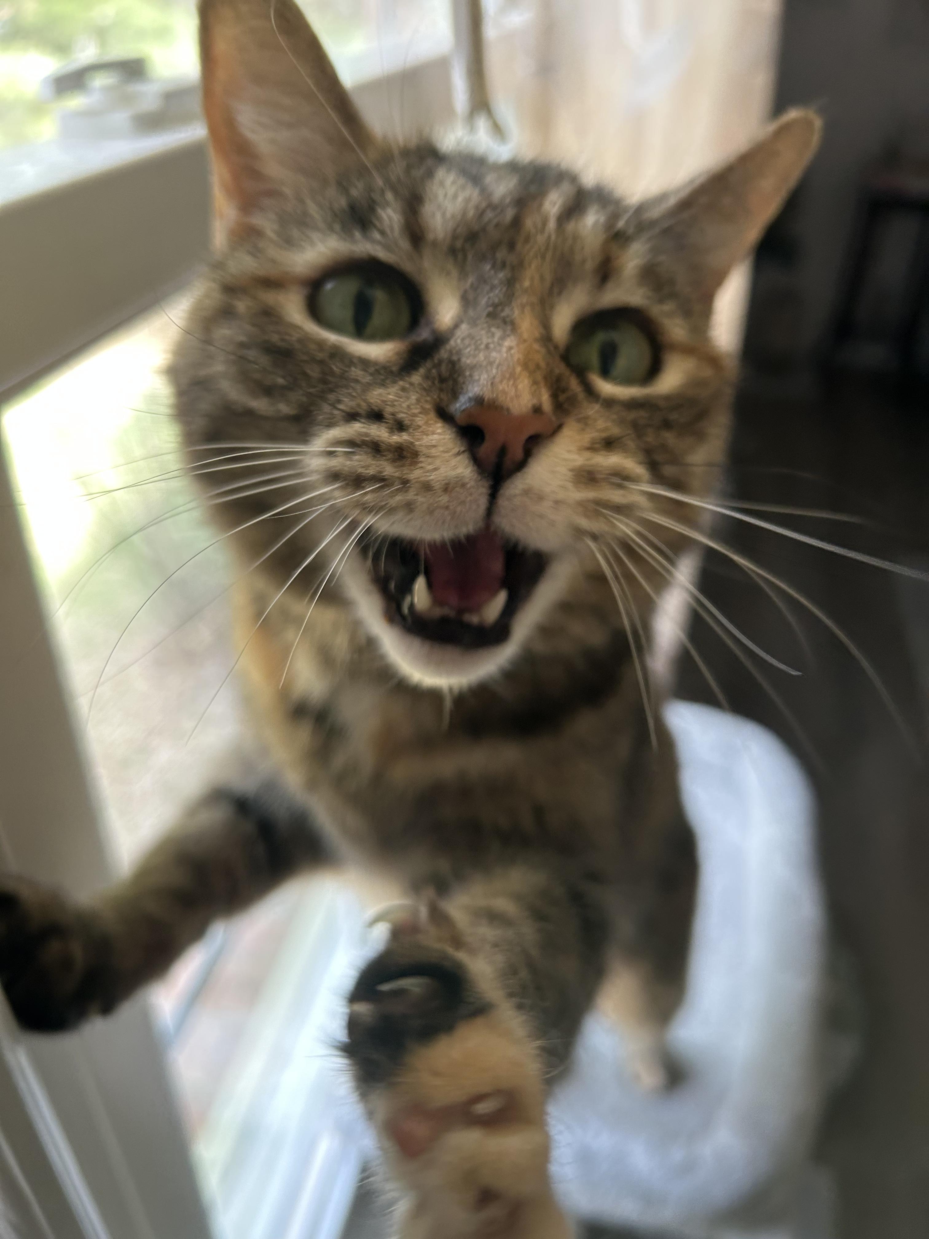 Sookie, a ADOPTABLE Domestic Short Hair in Johnson City, TN image 5/6