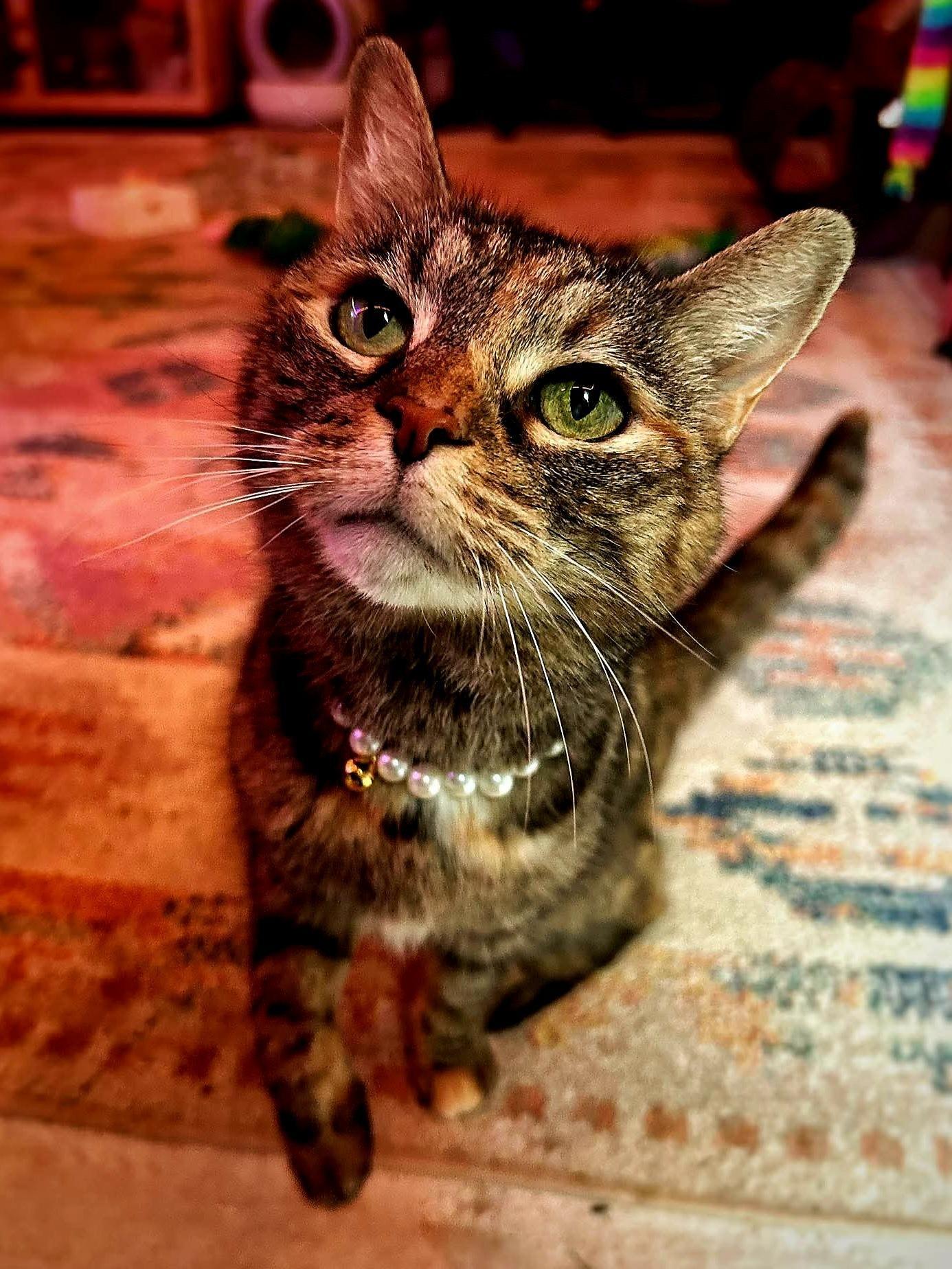 Sookie, ADOPTABLE, Adult Female Domestic Short Hair.
