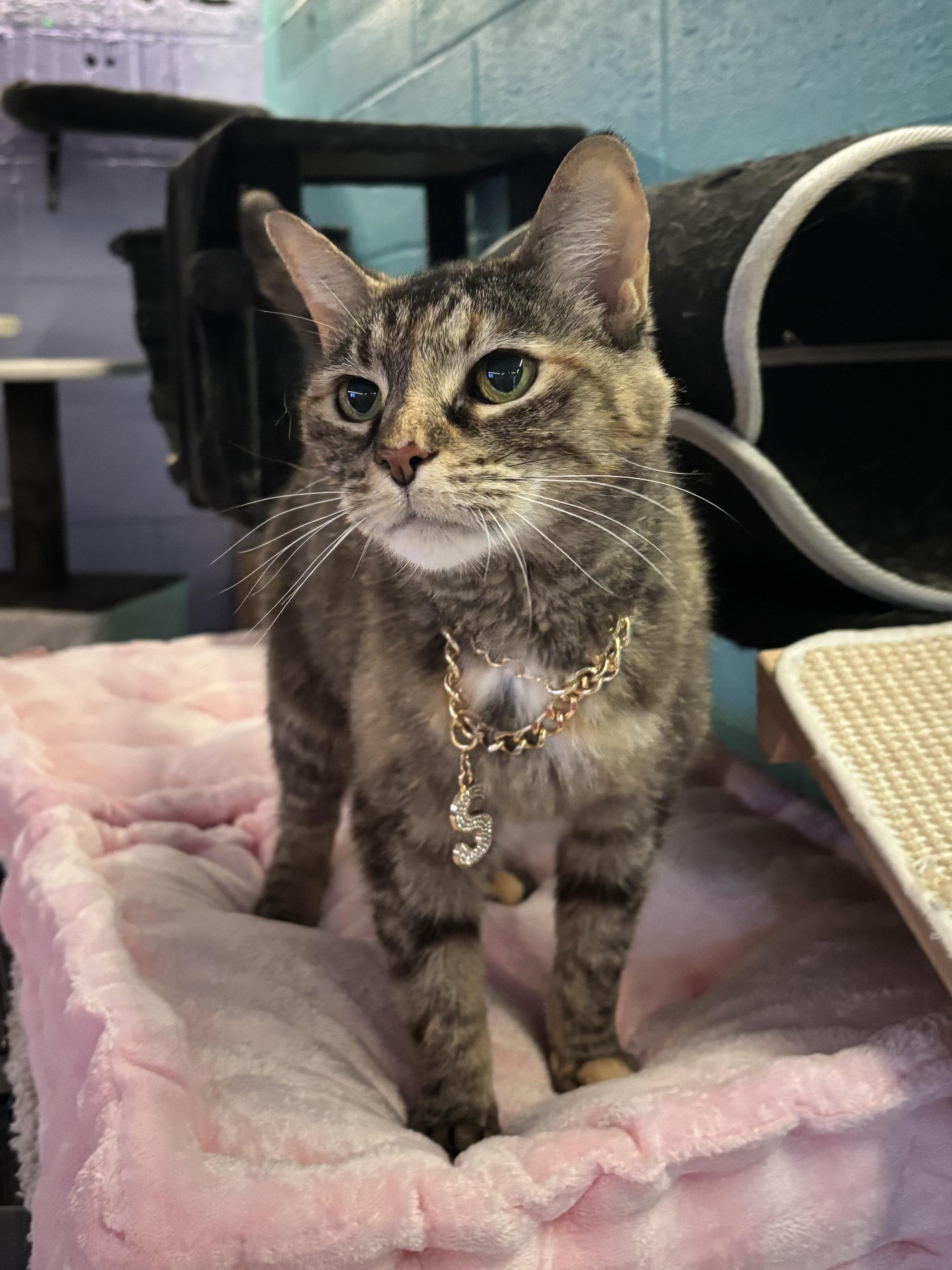 Sookie, a ADOPTABLE Domestic Short Hair in Johnson City, TN image 4/6