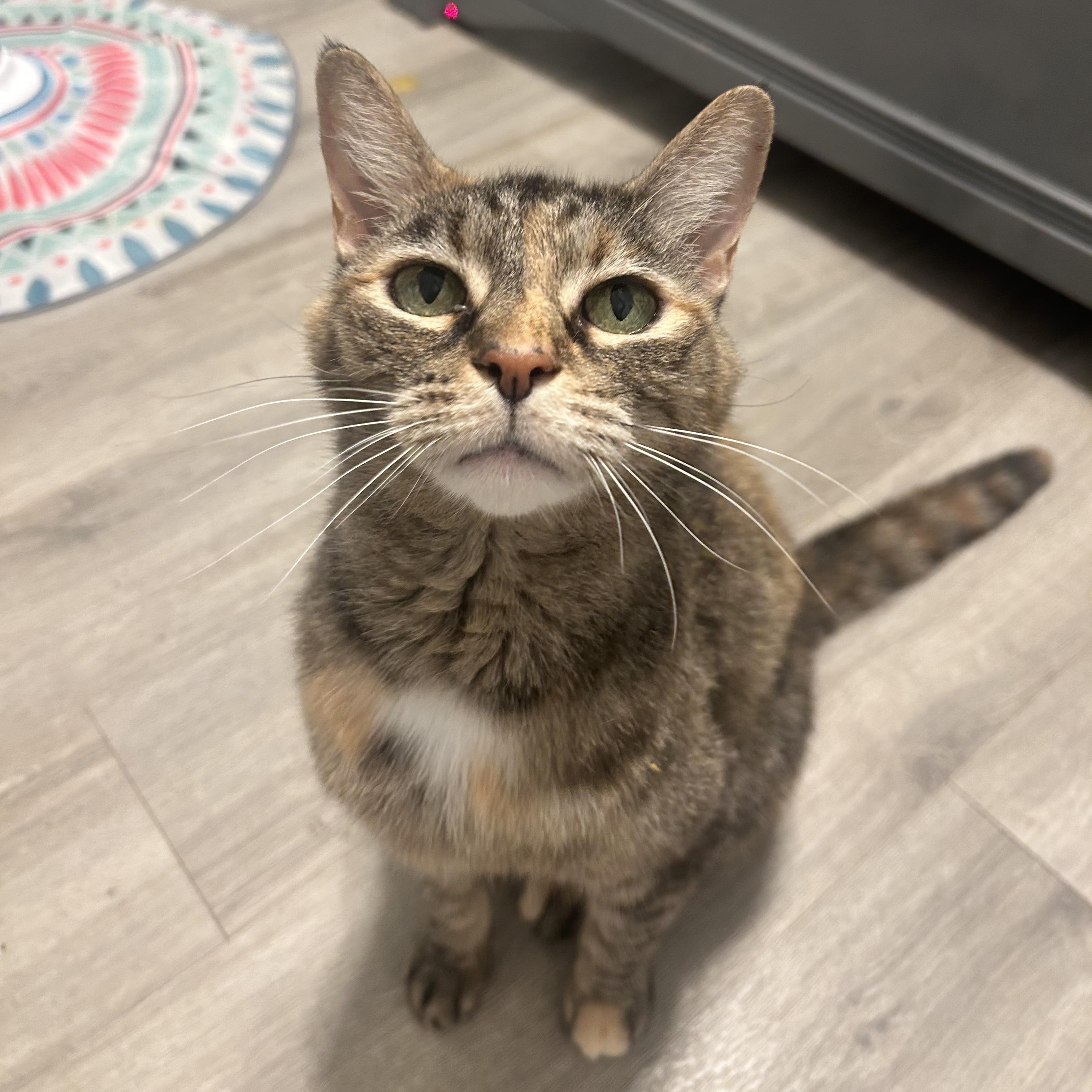 Sookie, a ADOPTABLE Domestic Short Hair in Johnson City, TN image 6/6