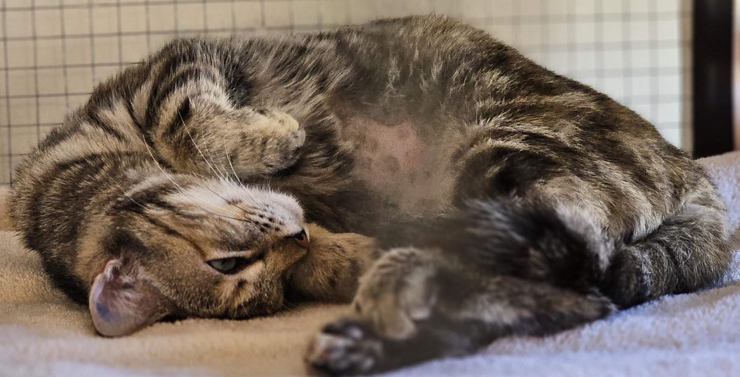 Enlarge Buffy26, a ADOPTABLE Domestic Short Hair in Milwaukee, WI image 3/4