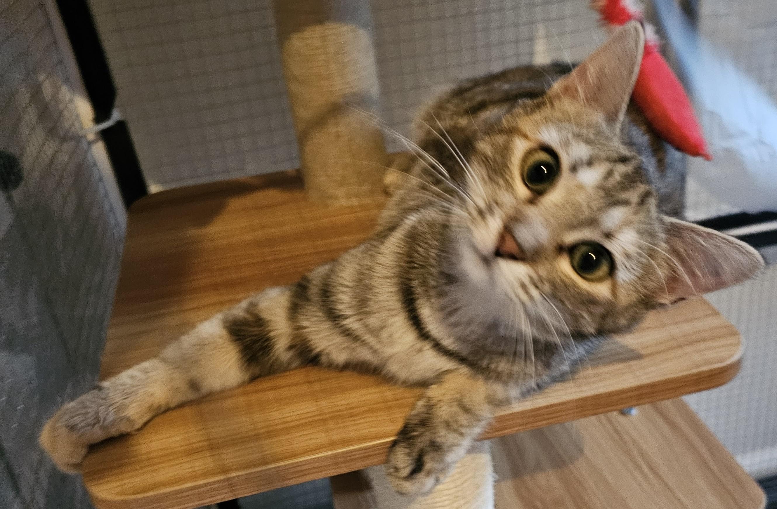 Enlarge Buffy26, a ADOPTABLE Domestic Short Hair in Milwaukee, WI image 1/4