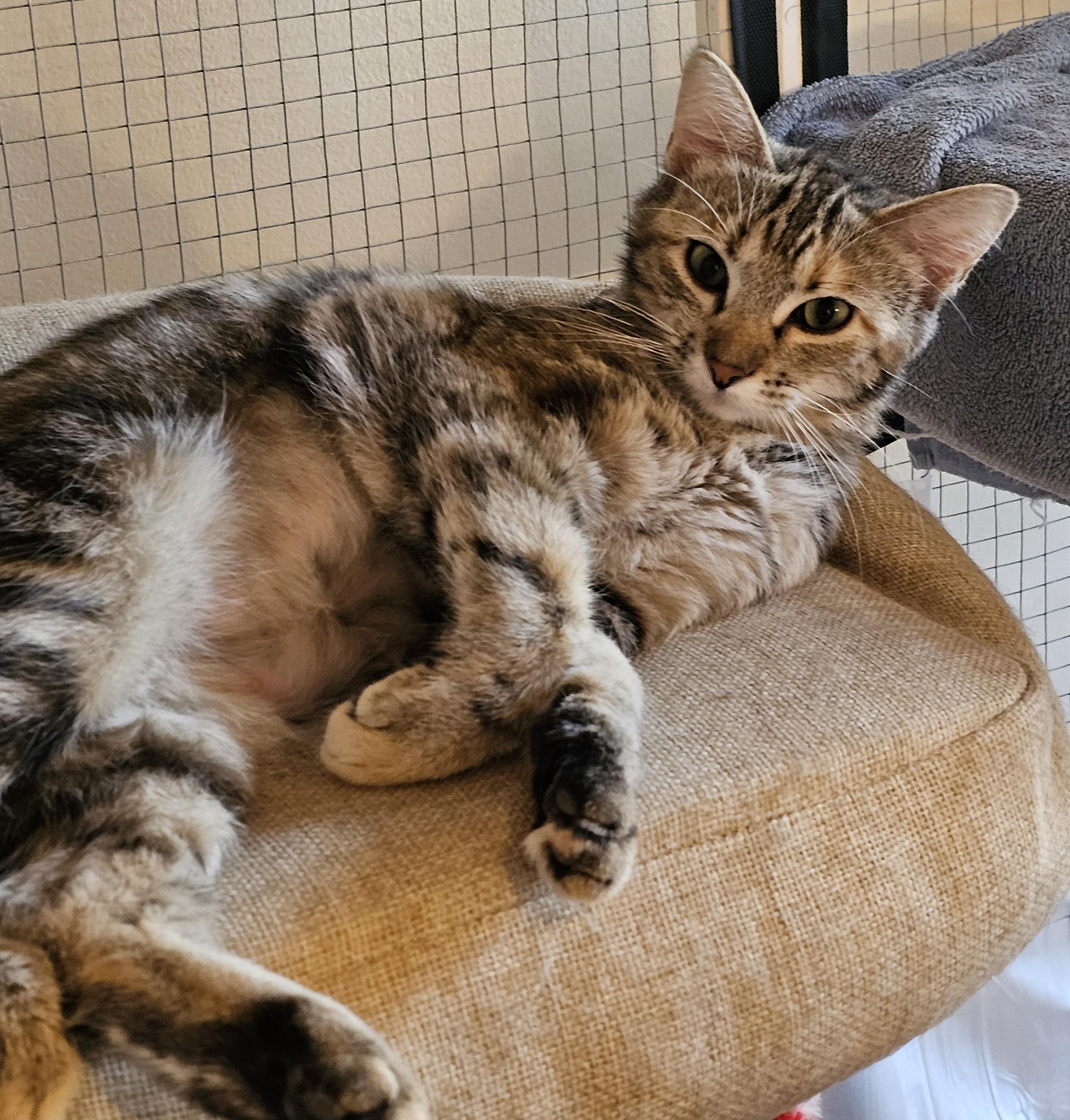 Enlarge Buffy26, a ADOPTABLE Domestic Short Hair in Milwaukee, WI image 4/4