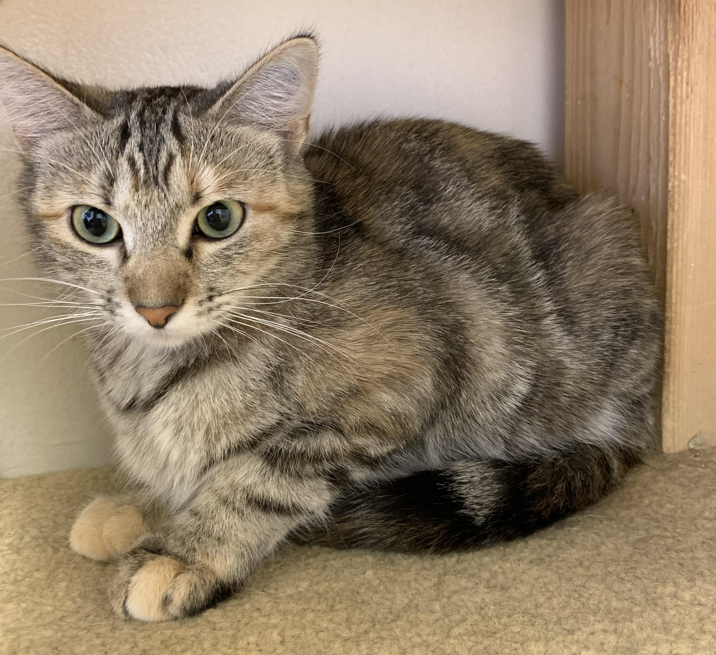 Enlarge Buffy26, a ADOPTABLE Domestic Short Hair in Milwaukee, WI image 2/4