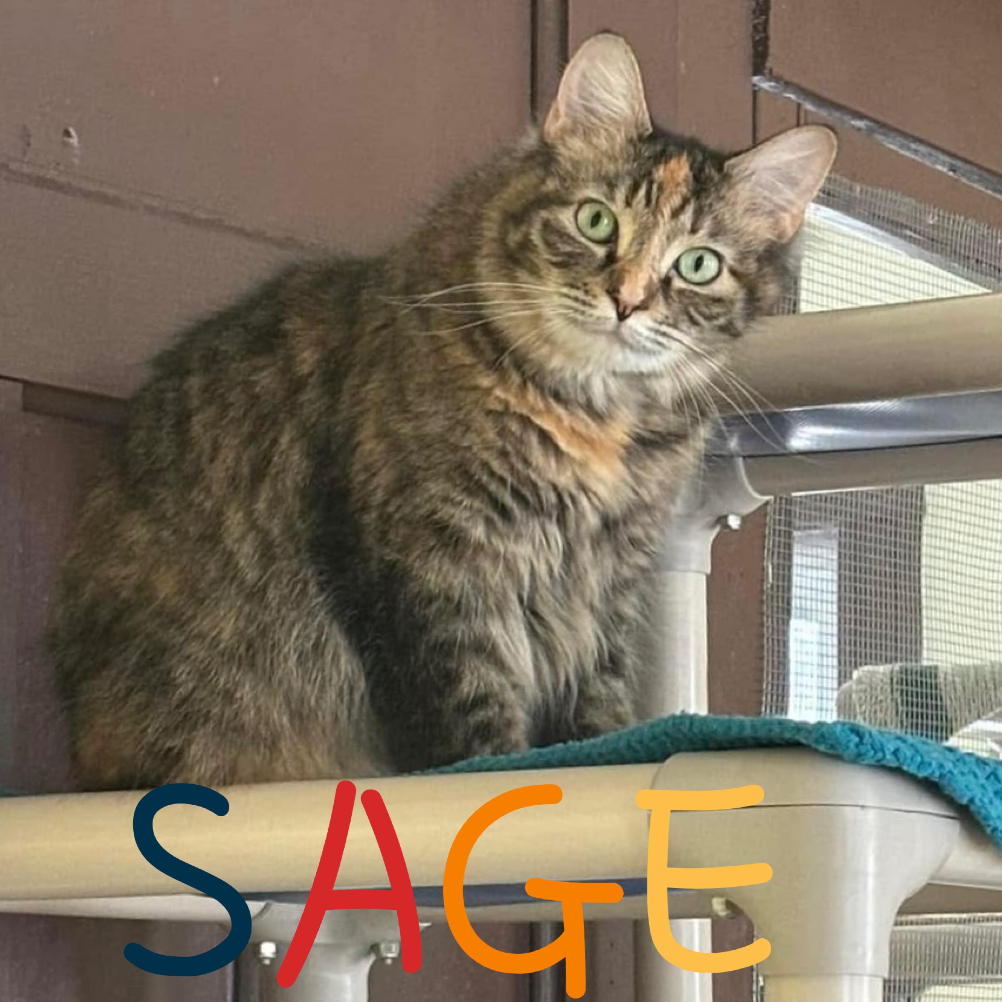 Enlarge Sage, a Adoptable Domestic Long Hair image 1/5