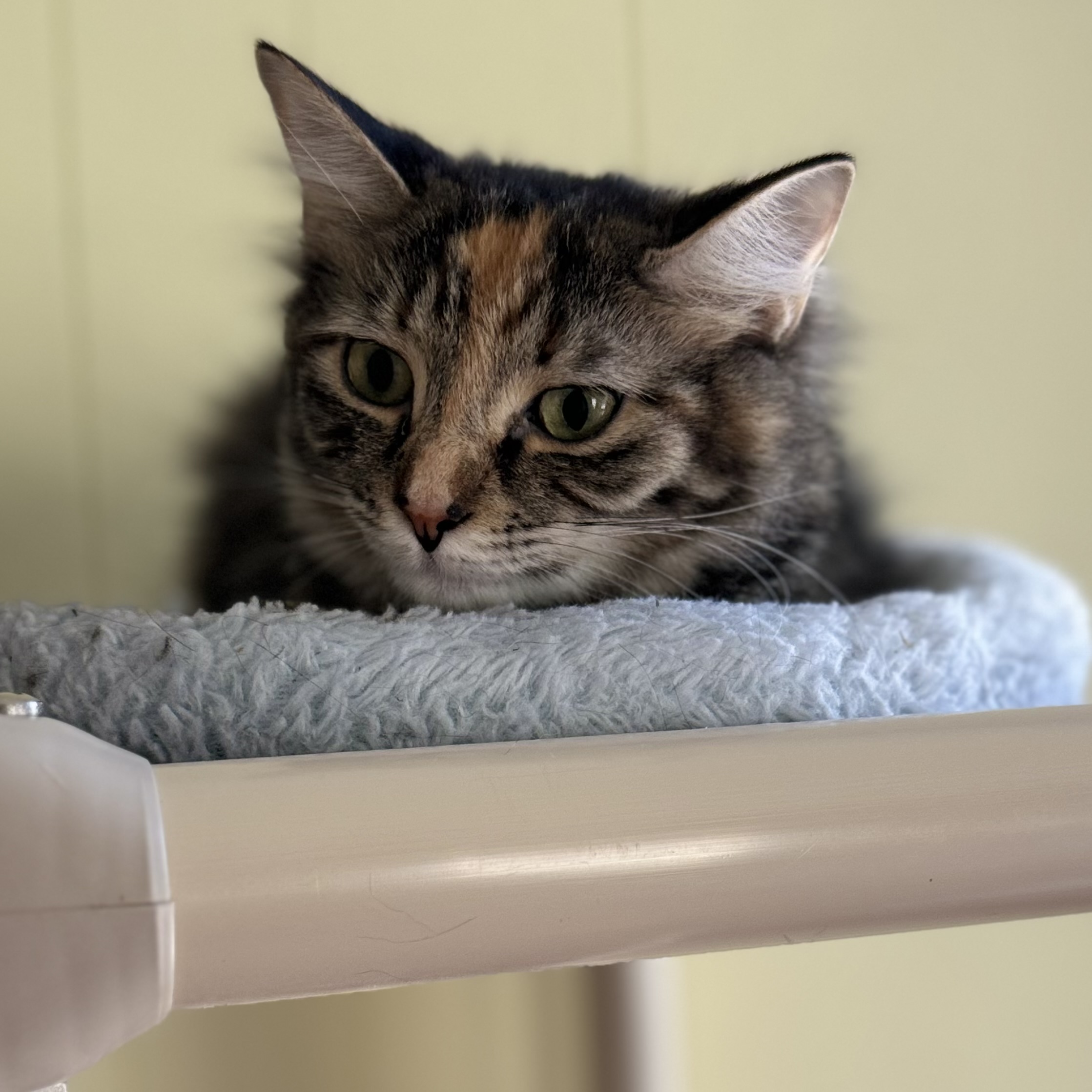 Enlarge Sage, a Adoptable Domestic Long Hair image 3/5