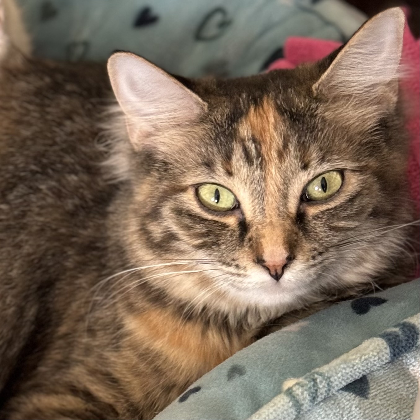 Enlarge Sage, a Adoptable Domestic Long Hair image 4/5