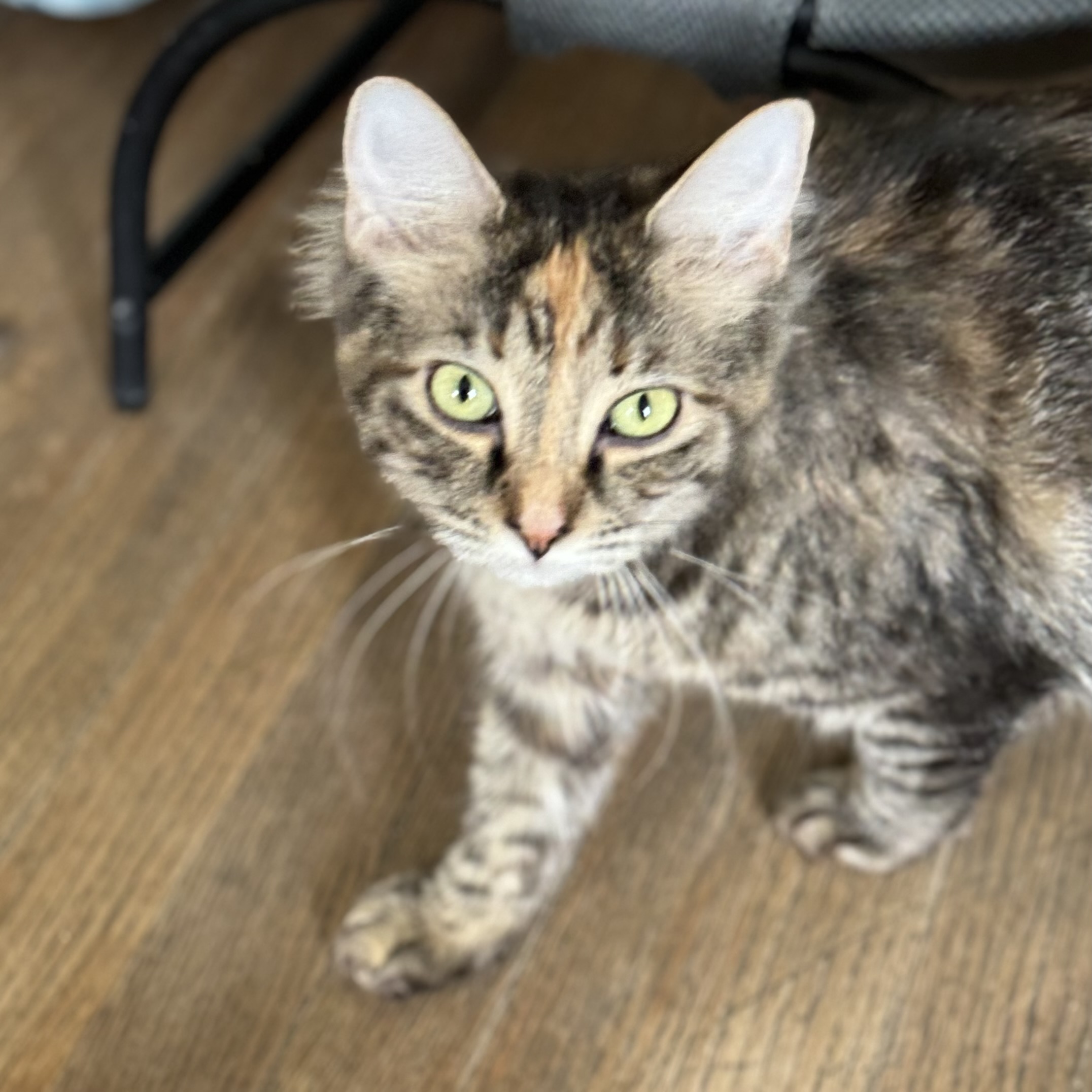 Enlarge Sage, a Adoptable Domestic Long Hair image 5/5