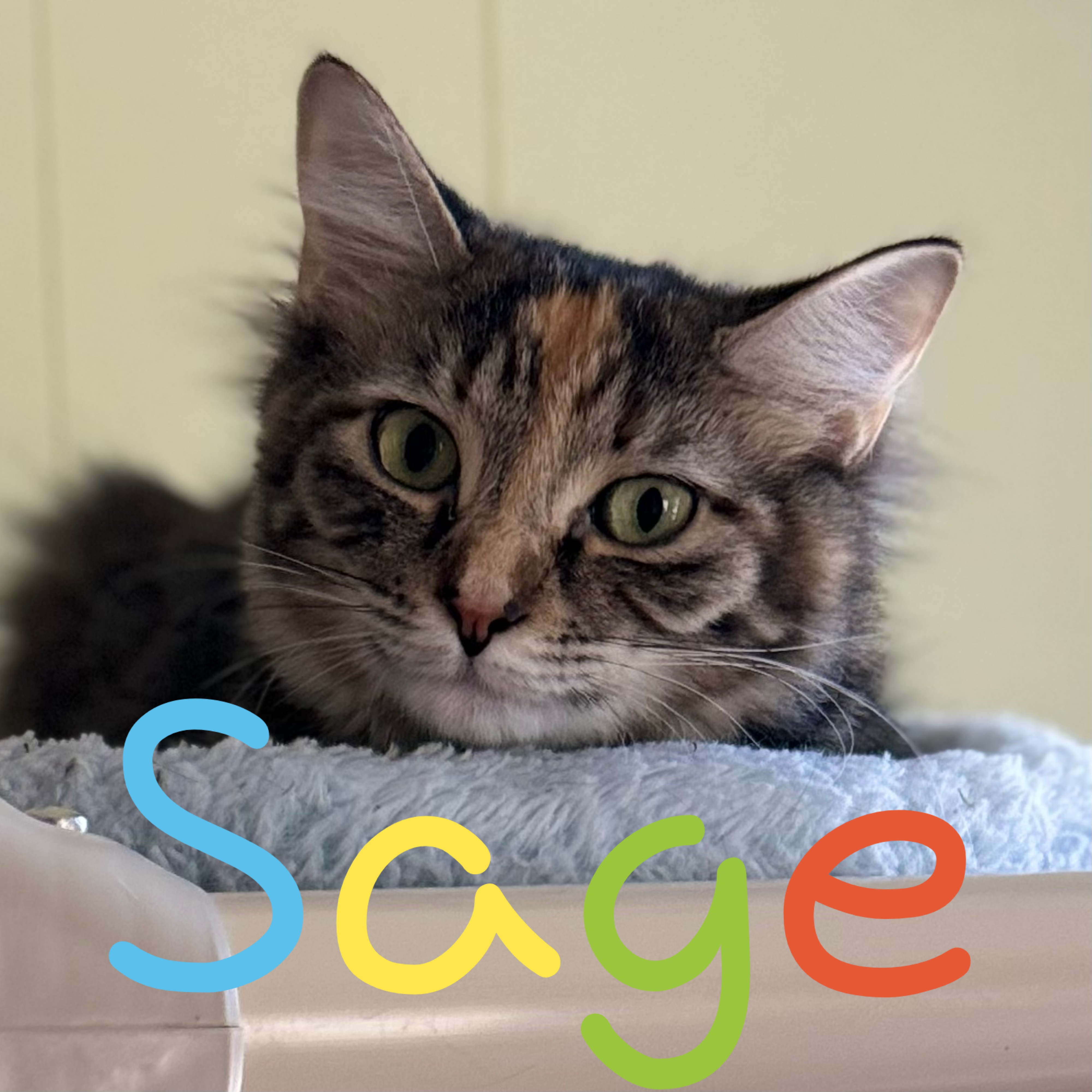 Enlarge Sage, a Adoptable Domestic Long Hair image 2/5