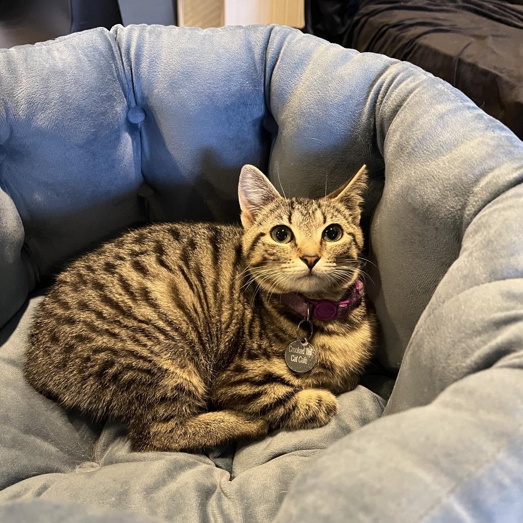 Enlarge Cranberry, an adopted Domestic Short Hair in Stokesdale, NC image 2/3