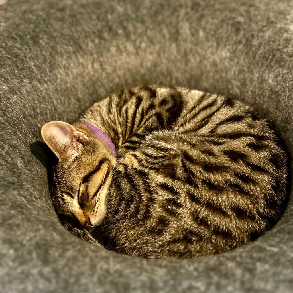 Enlarge Cranberry, an adopted Domestic Short Hair in Stokesdale, NC image 1/3