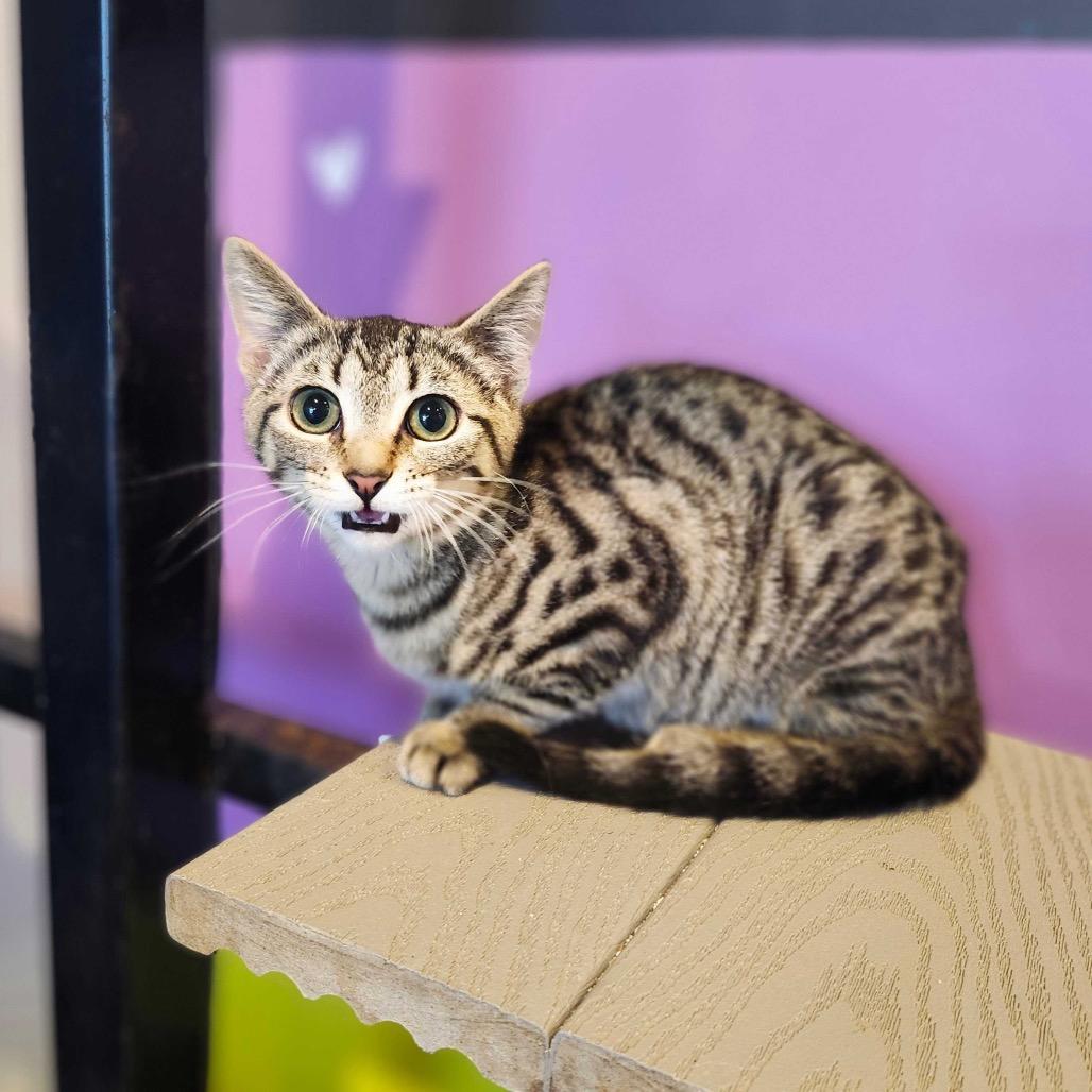 Enlarge Cranberry, an adopted Domestic Short Hair in Stokesdale, NC image 3/3