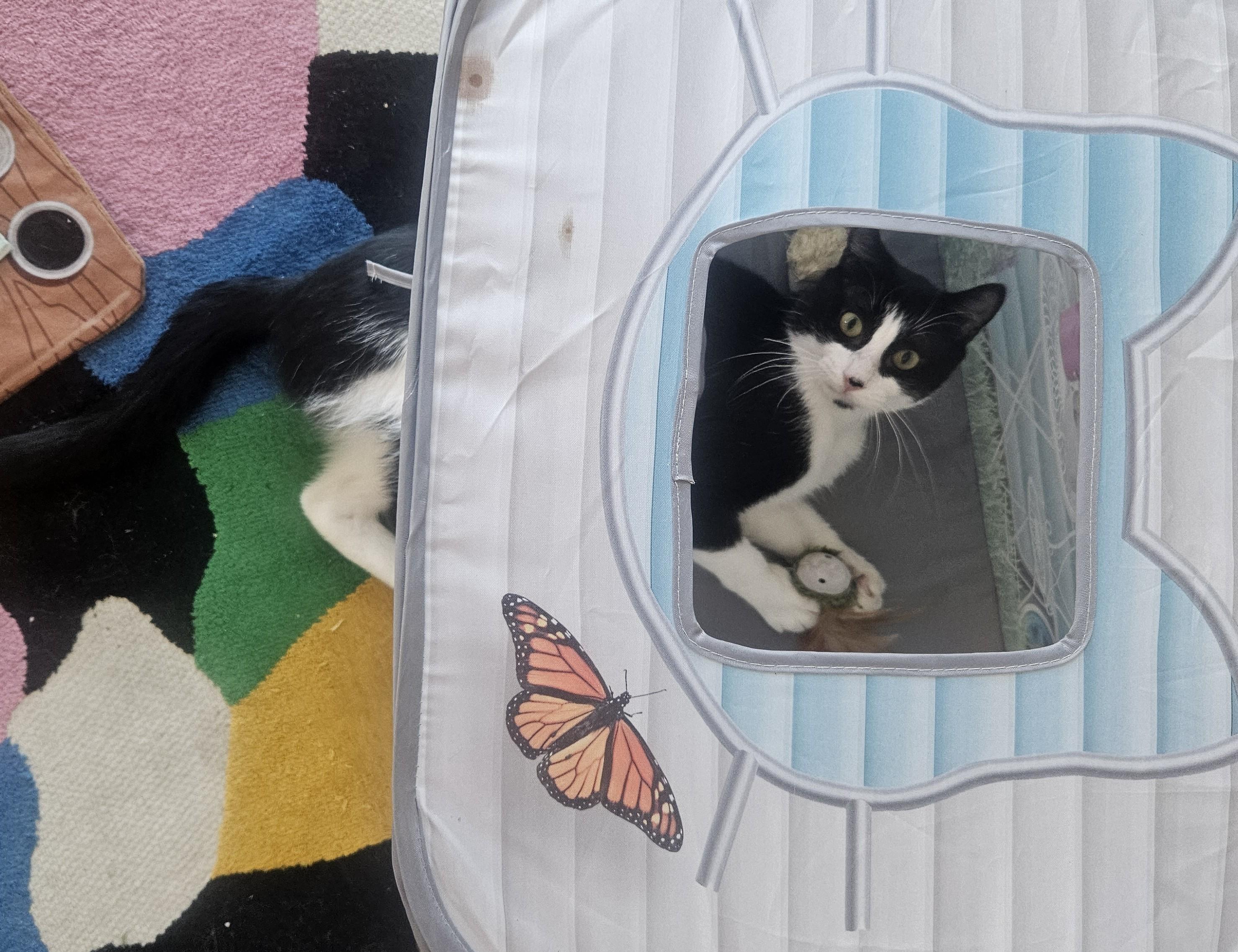 Mookie, Adoptable, Adult Male Domestic Short Hair.