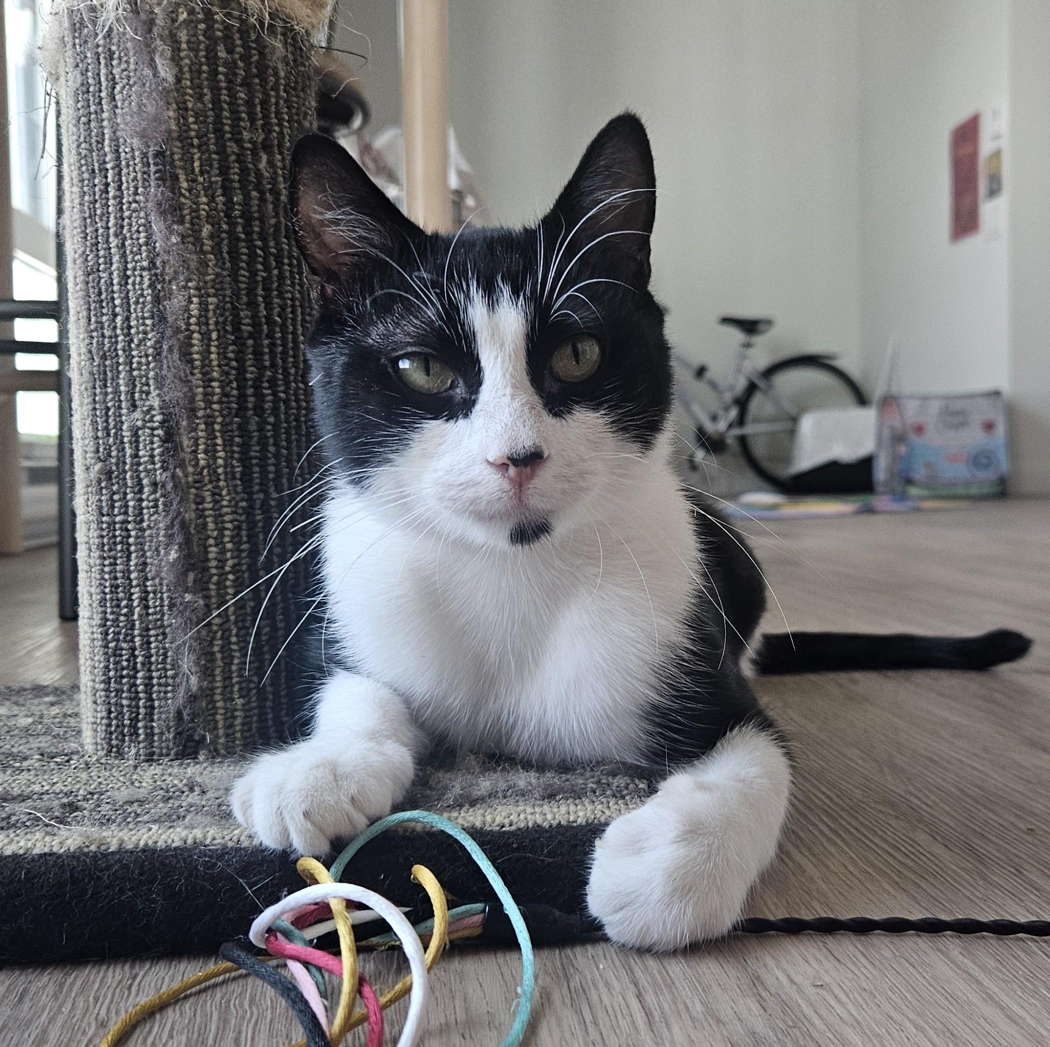 Enlarge Mookie, a Adoptable Domestic Short Hair in Saanichton, BC image 5/6