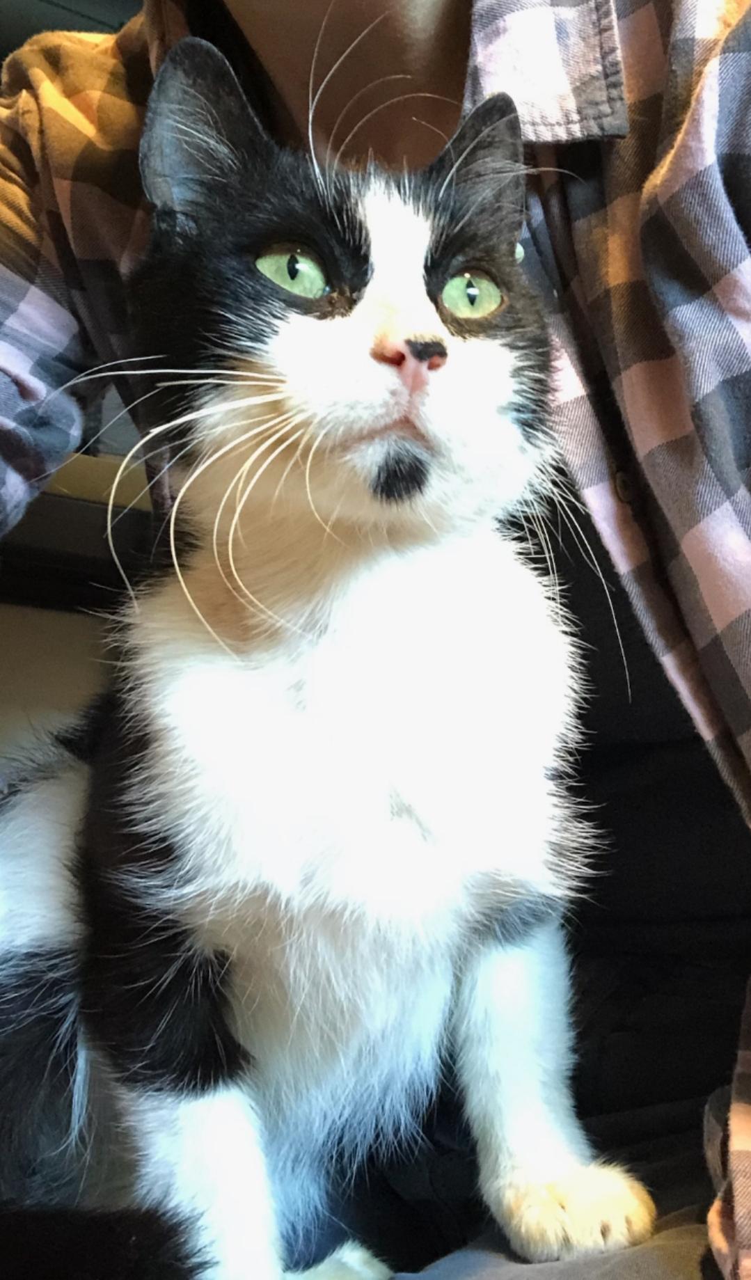 Enlarge Mookie, a Adoptable Domestic Short Hair in Saanichton, BC image 6/6