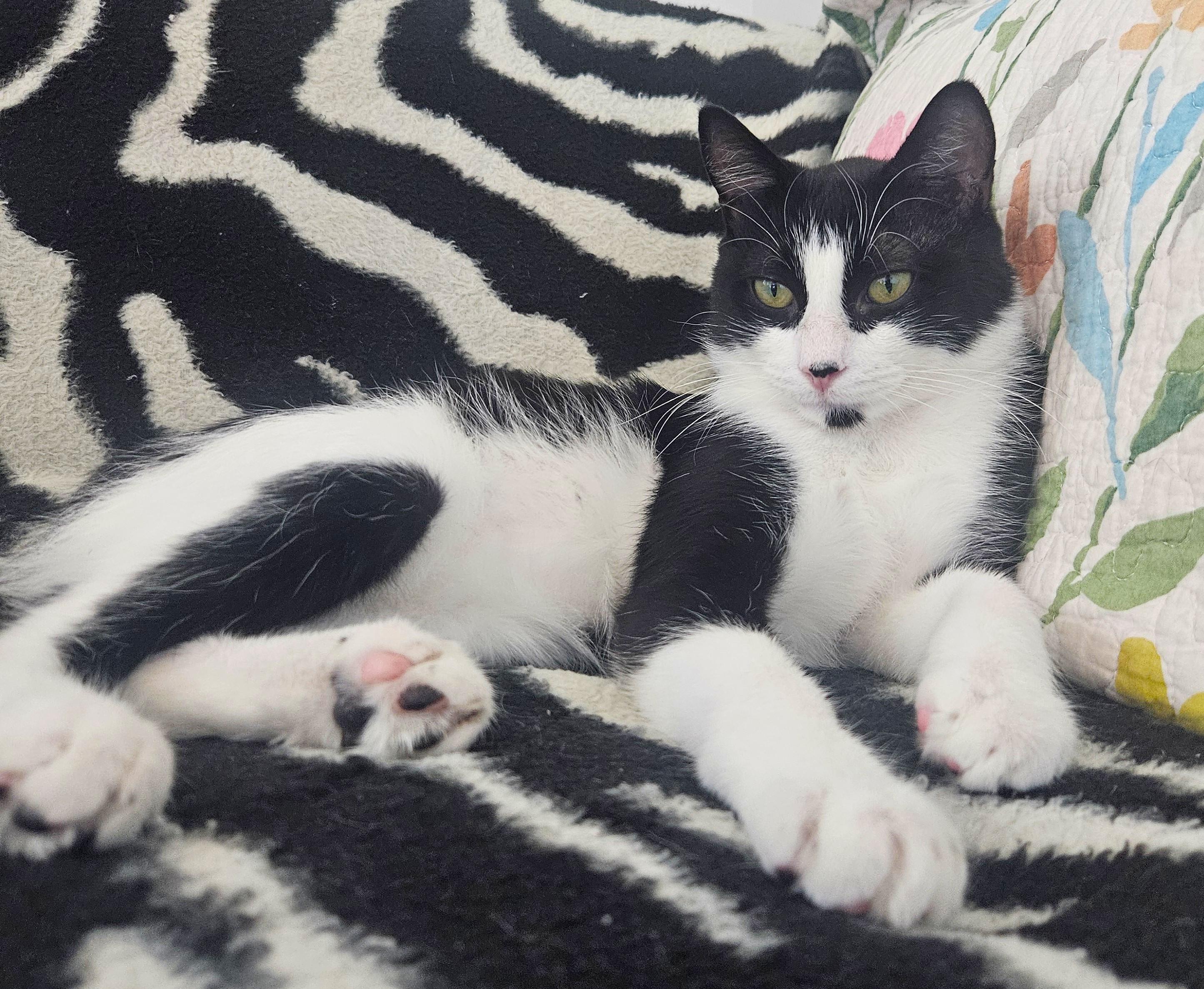 Enlarge Mookie, a Adoptable Domestic Short Hair in Saanichton, BC image 2/6