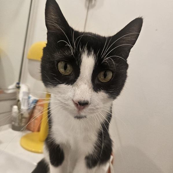 Enlarge Mookie, a Adoptable Domestic Short Hair in Saanichton, BC image 3/6