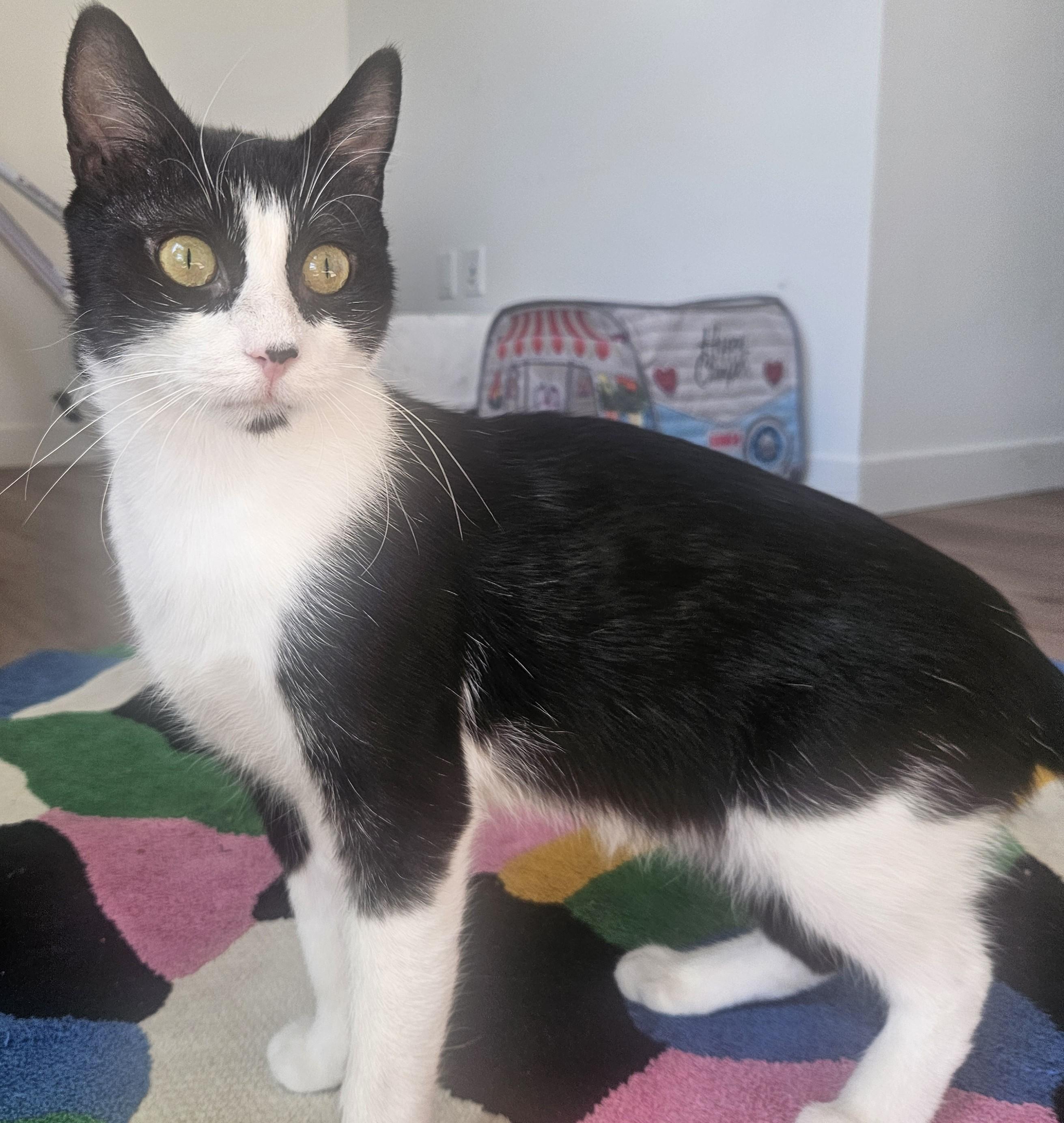 Enlarge Mookie, a Adoptable Domestic Short Hair in Saanichton, BC image 4/6