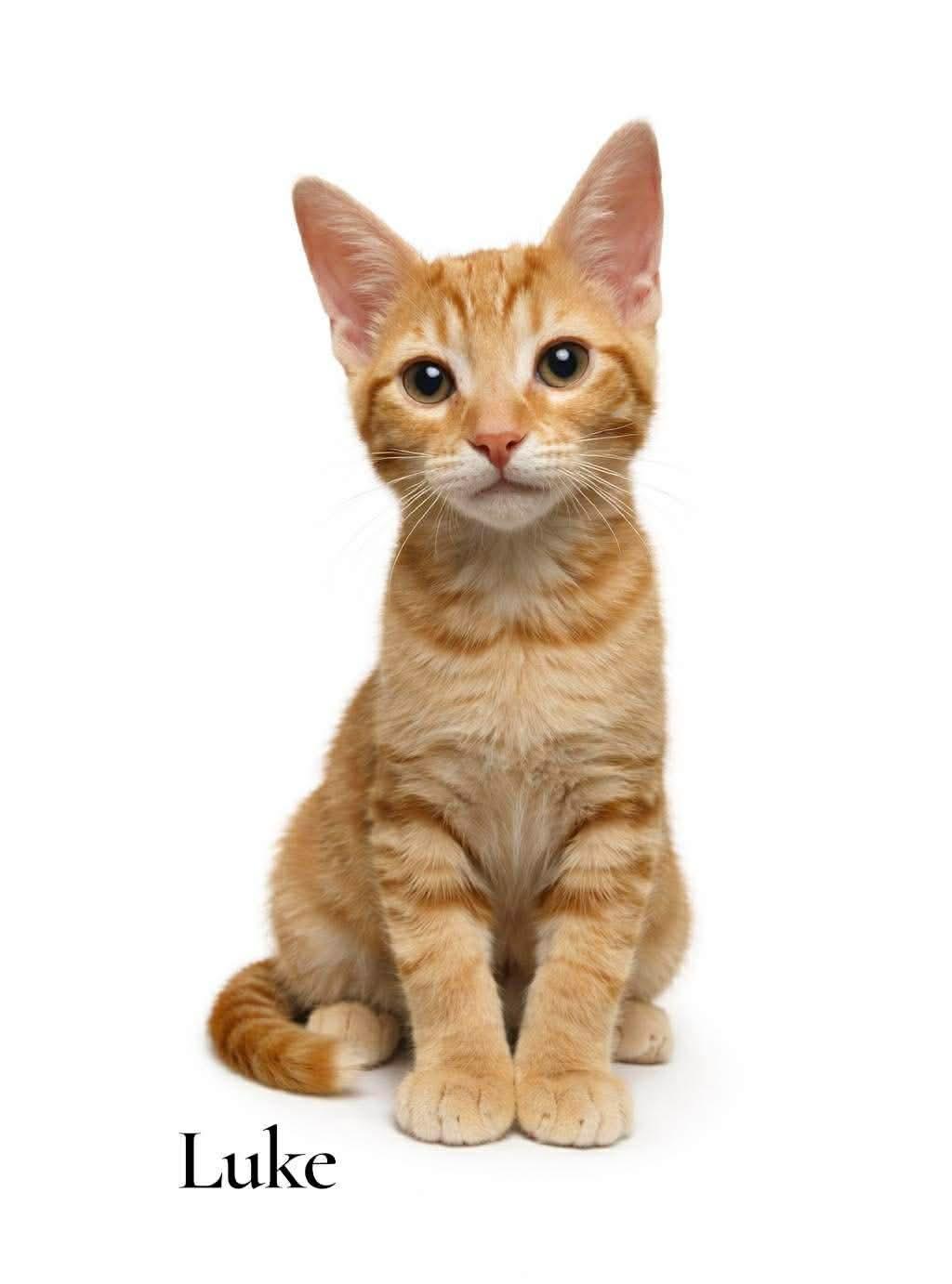 Luke, ADOPTABLE, Kitten Male Domestic Short Hair.