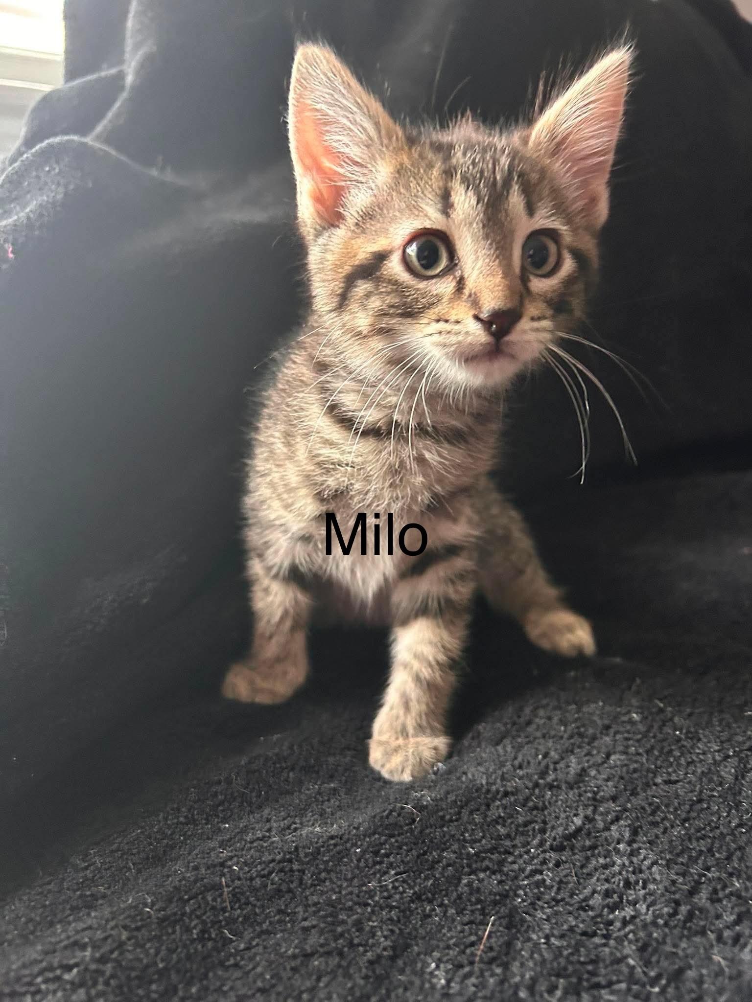 Enlarge Milo (Lauren-fostered in TN), a Adoptable mixed breed in Brooklyn, CT image 2/3