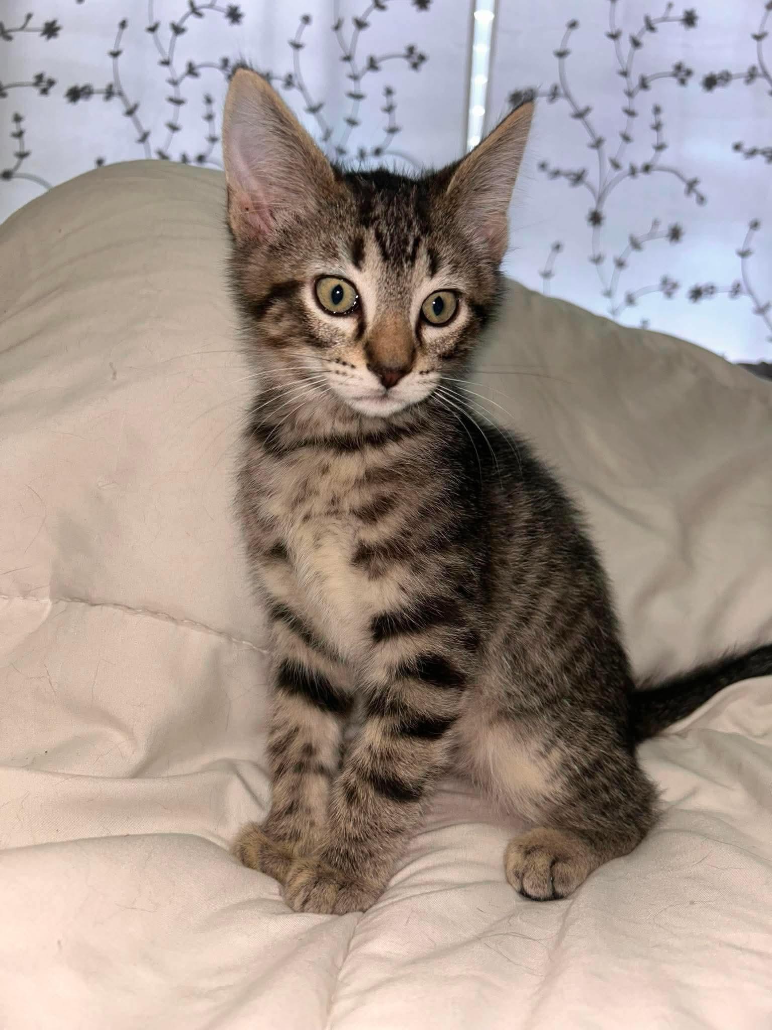 Milo (Lauren-fostered in TN), Adoptable, Kitten Male Domestic Short Hair & Tabby.