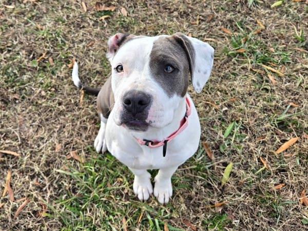 Frannie, Adoptable, Young Female Pit Bull Terrier.