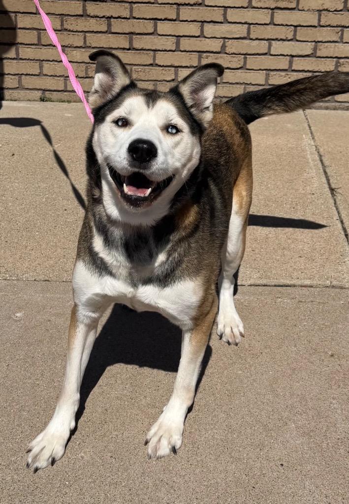 Anni, Adoptable, Senior Female Siberian Husky.