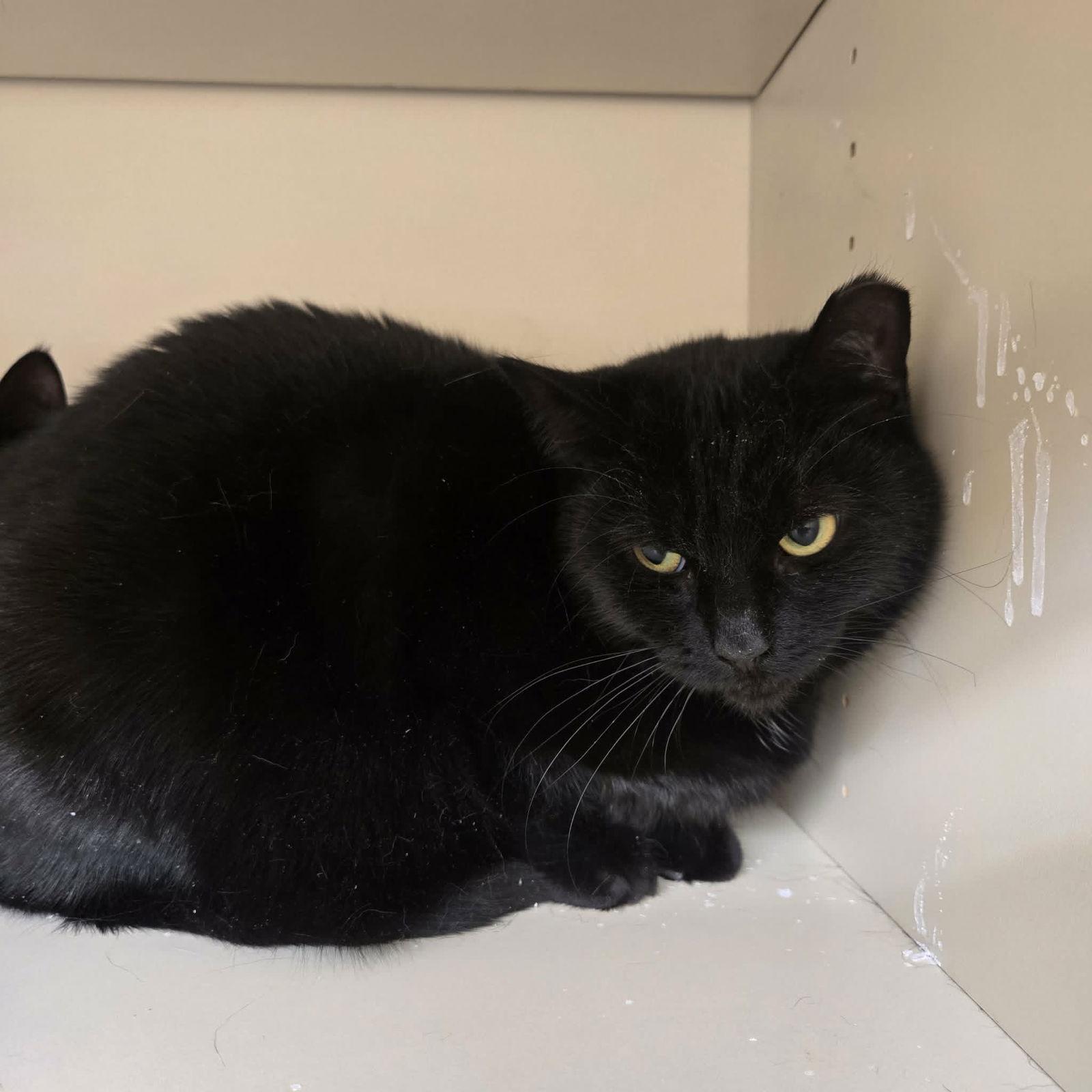 Nyxia (bonded with Sammy), Adoptable, Adult Female Domestic Short Hair.