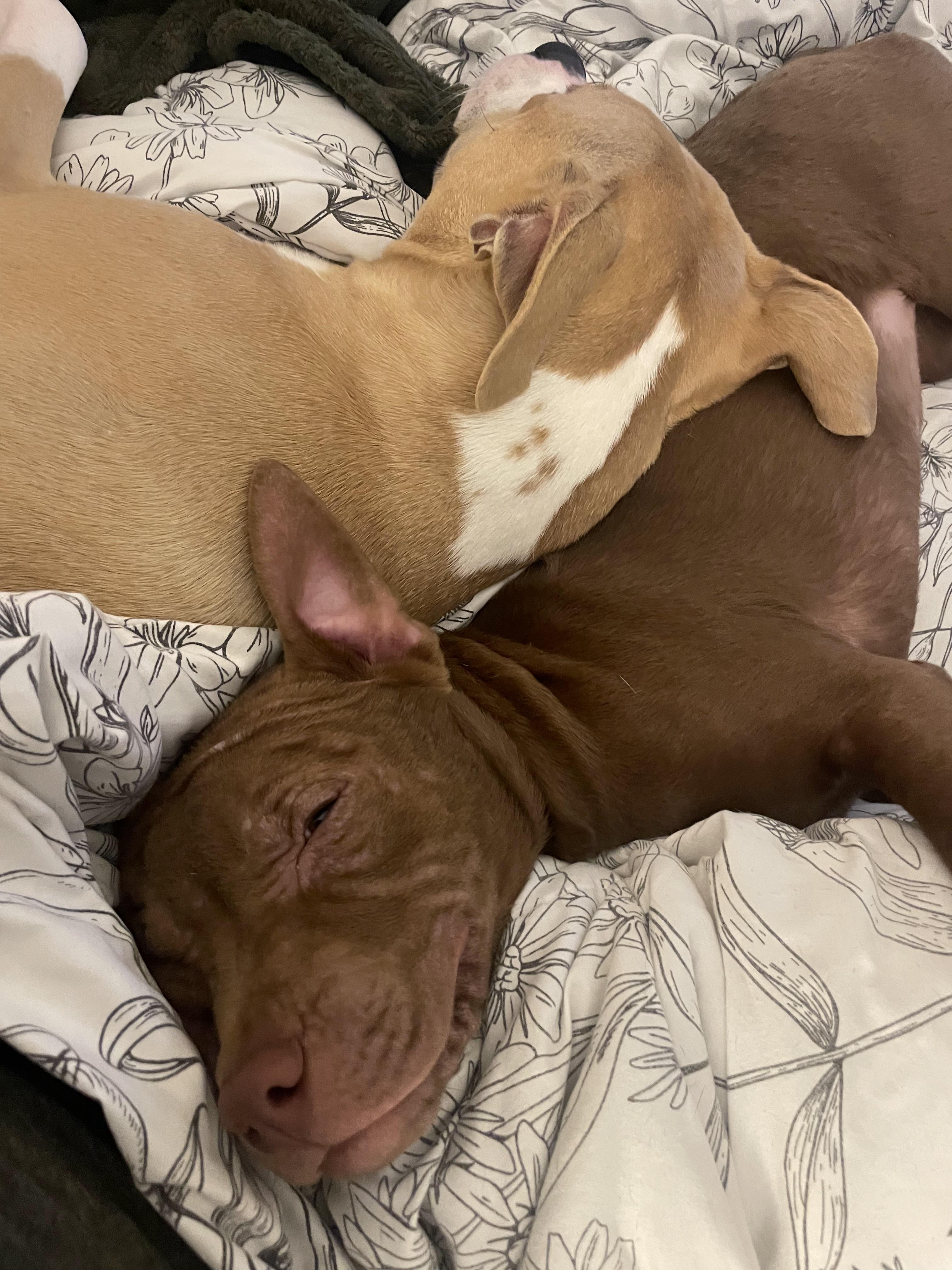 Bailey, a ADOPTABLE mixed breed in Troy, MI image 2/4