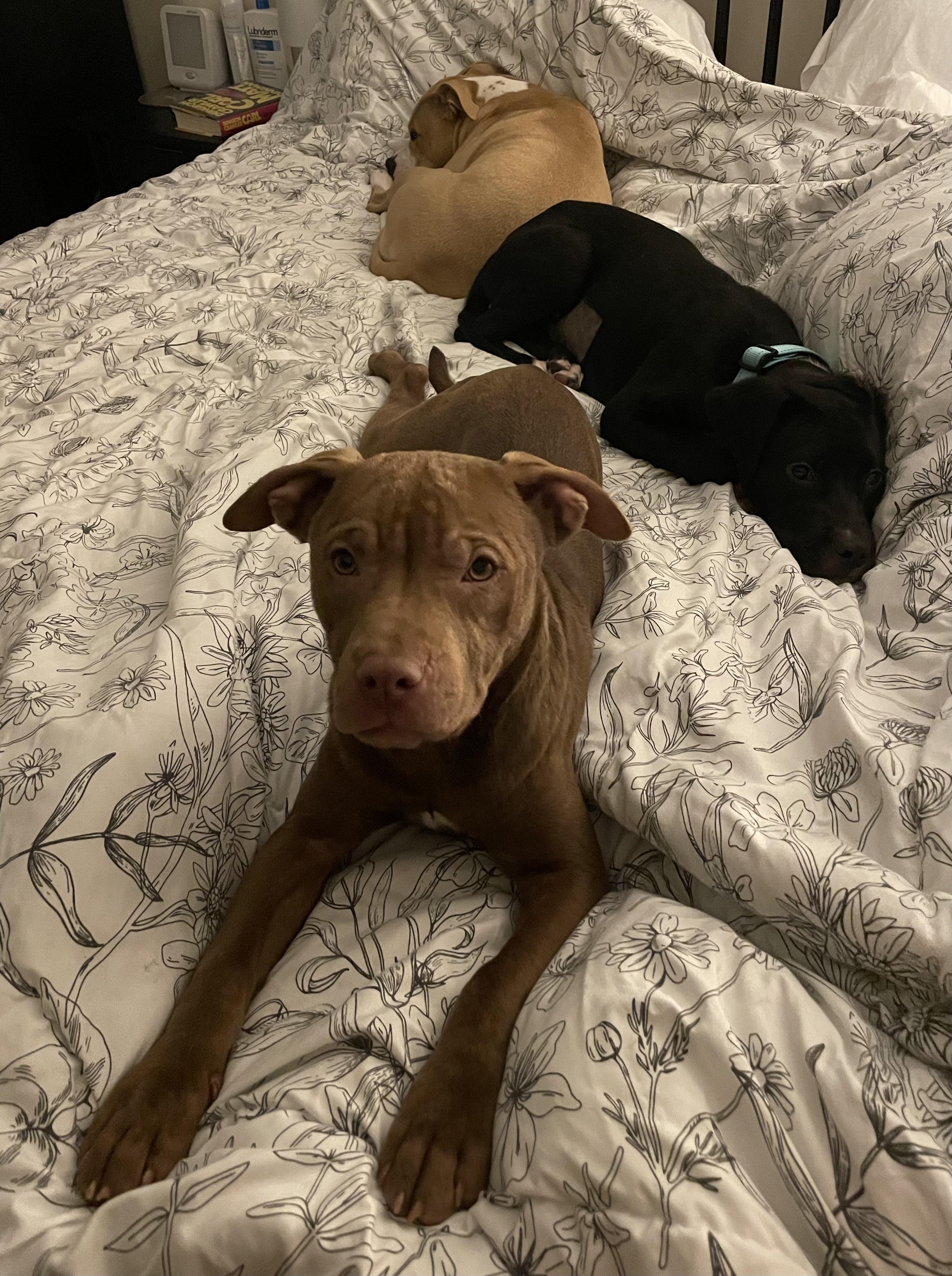 Bailey, a ADOPTABLE mixed breed in Troy, MI image 4/4