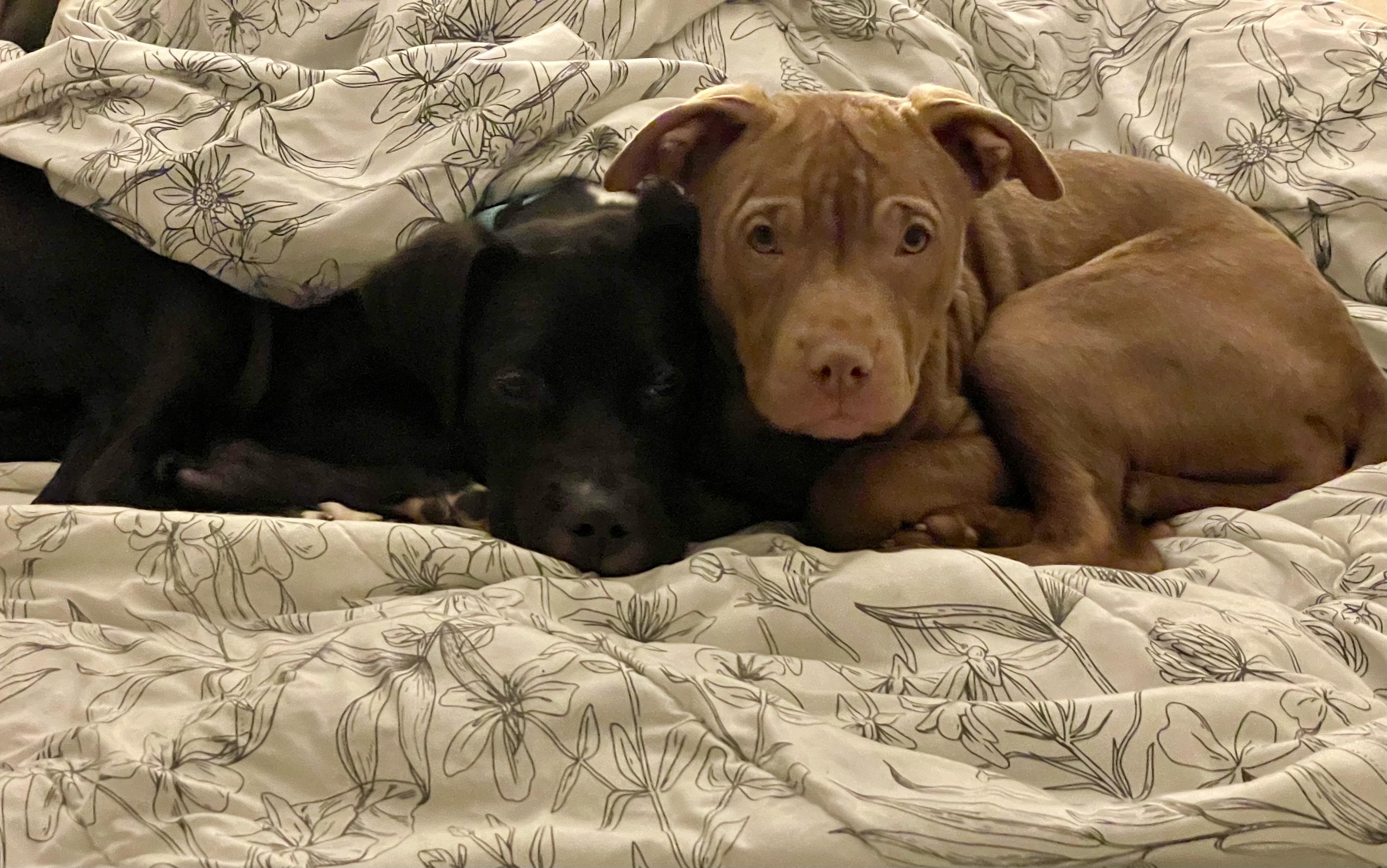 Bailey, ADOPTABLE, Young Female Pit Bull Terrier.