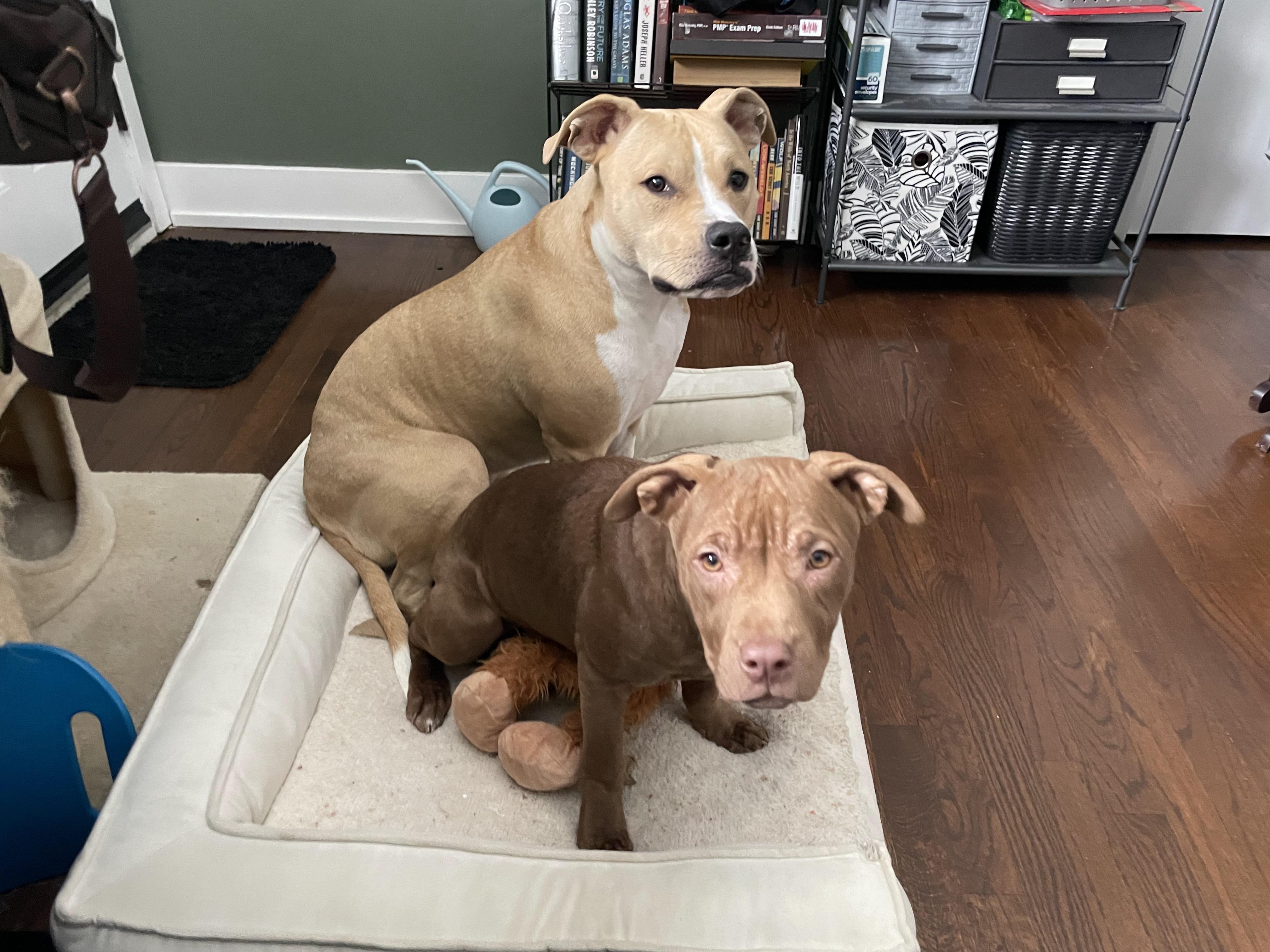 Bailey, a ADOPTABLE mixed breed in Troy, MI image 3/4