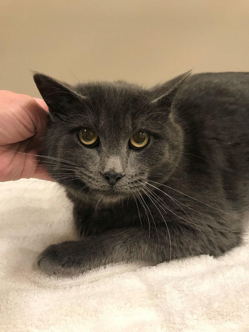 Mr. Grey, an adopted Domestic Short Hair in Hackensack, MN_image-1