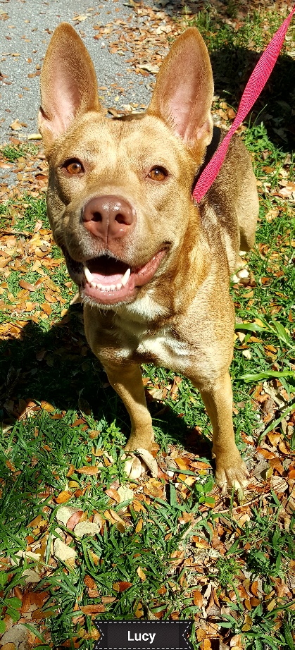 Lucy, Adoptable, Adult Female Shepherd.