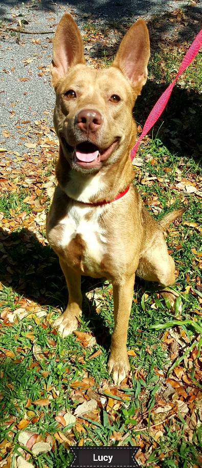 Lucy, a Adoptable mixed breed in Key Largo, FL image 2/2