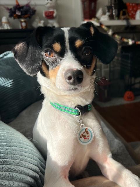 Johnny Gill, a Adoptable mixed breed in burlingame, CA image 1/6