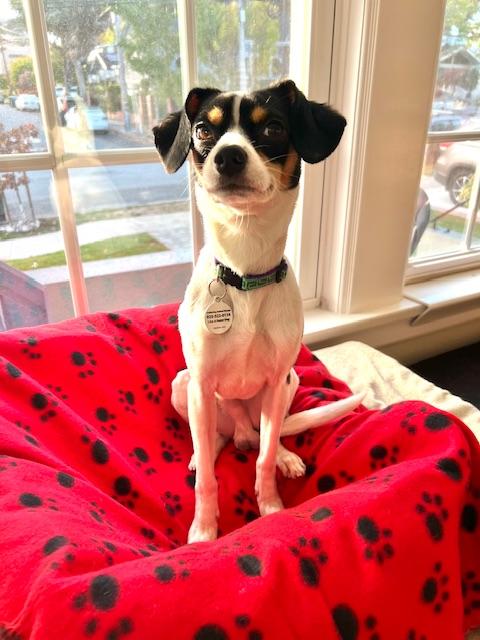 Enlarge Johnny Gill, a Adoptable mixed breed in burlingame, CA image 1/6