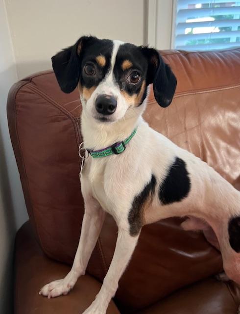 Enlarge Johnny Gill, a Adoptable mixed breed in burlingame, CA image 3/6