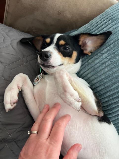 Enlarge Jonathon , a Adoptable mixed breed in burlingame, CA image 6/6