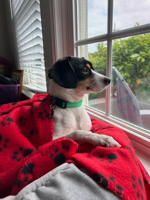 Enlarge Jonathon , a Adoptable mixed breed in burlingame, CA image 3/6