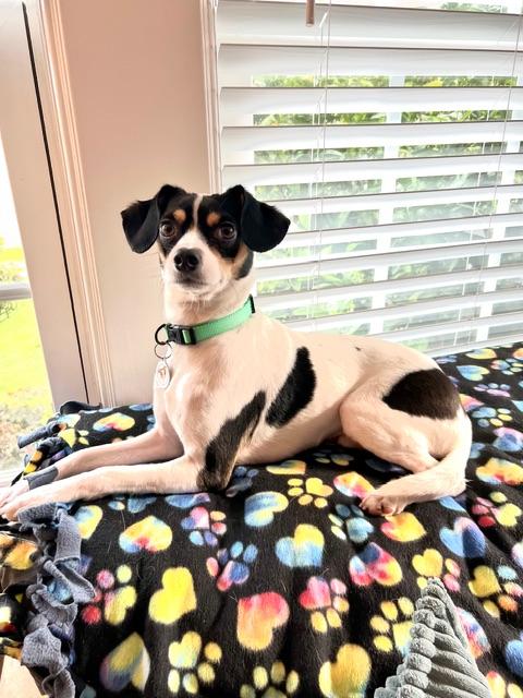 Enlarge Jonathon , a Adoptable mixed breed in burlingame, CA image 1/6