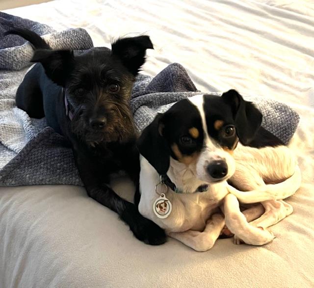 Johnny Gill, a Adoptable mixed breed in burlingame, CA image 4/6