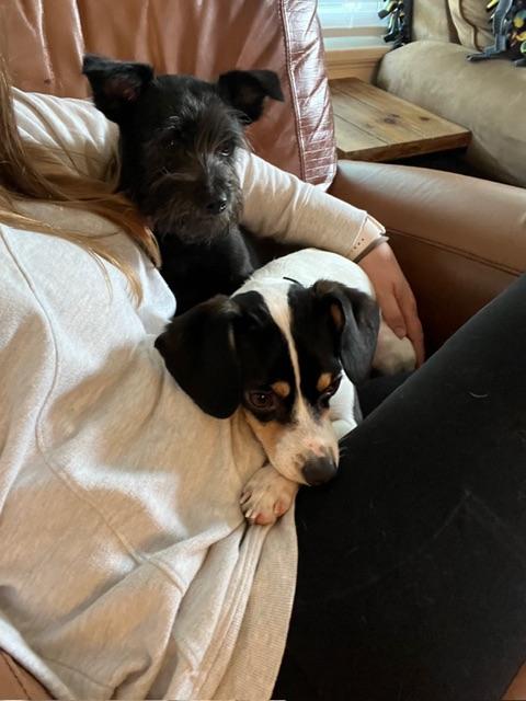 Enlarge Jonathon , a Adoptable mixed breed in burlingame, CA image 2/6