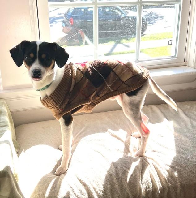 Johnny Gill, a Adoptable mixed breed in burlingame, CA image 5/6