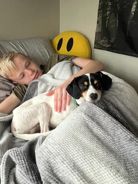 Johnny Gill, a Adoptable mixed breed in burlingame, CA image 2/6