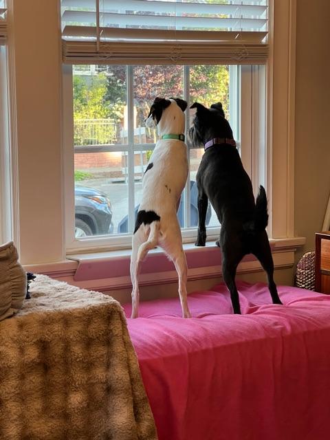 Enlarge Jonathon , a Adoptable mixed breed in burlingame, CA image 5/6