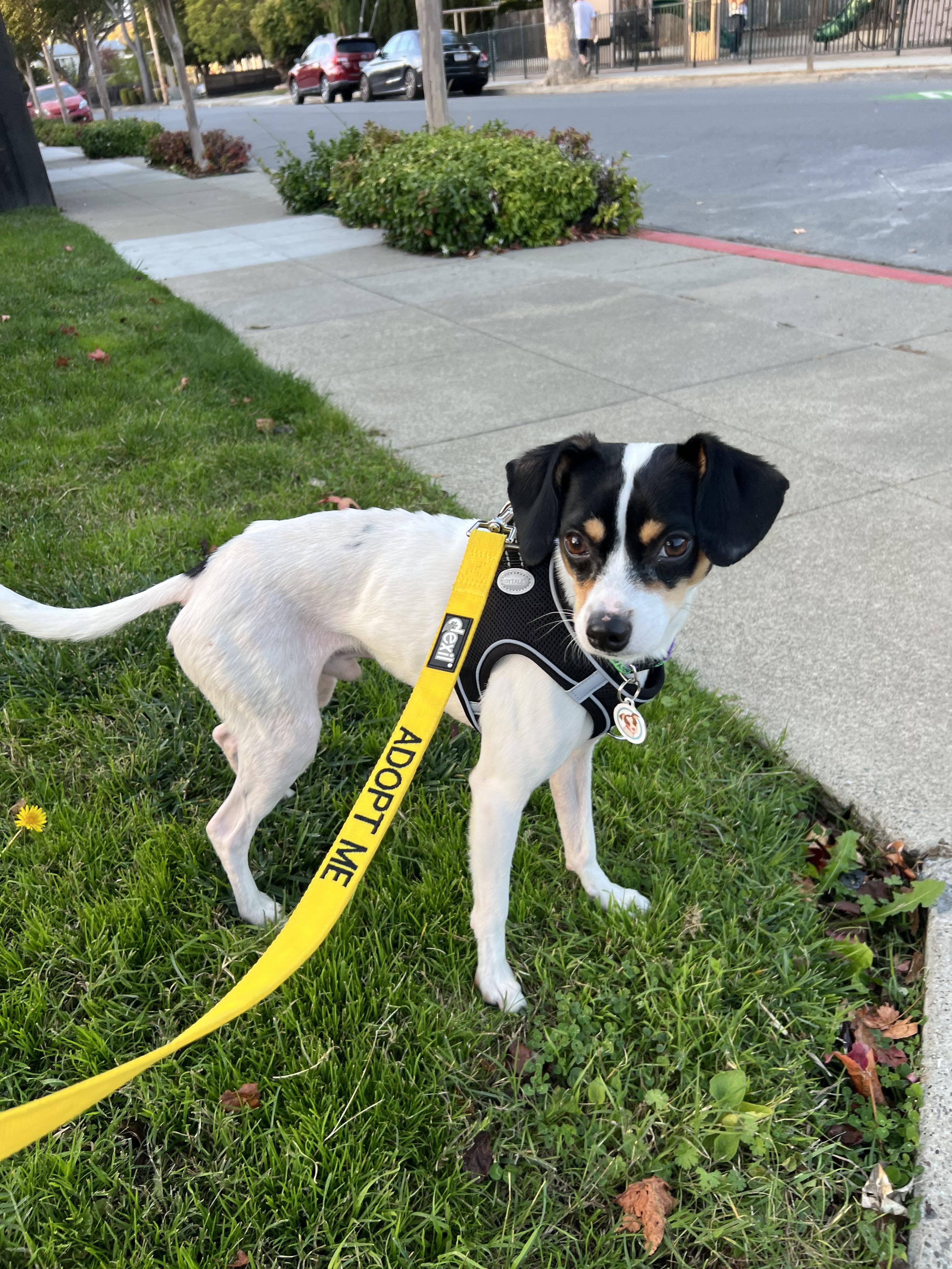 Enlarge Johnny Gill, a Adoptable mixed breed in burlingame, CA image 4/6