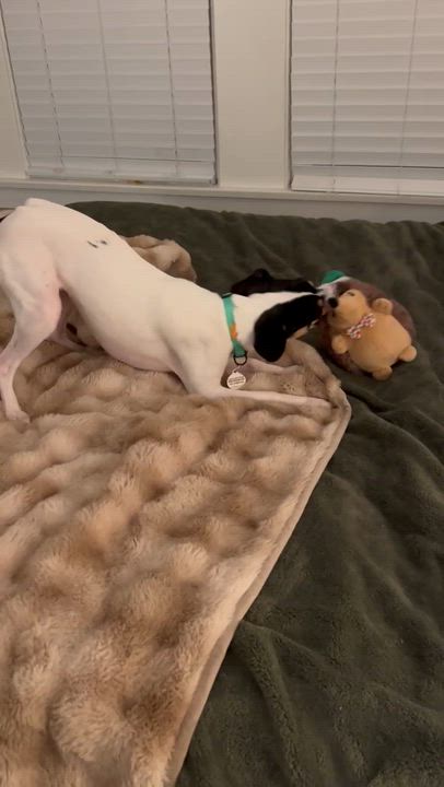 Enlarge Jonathon , a Adoptable mixed breed in burlingame, CA video 4/6