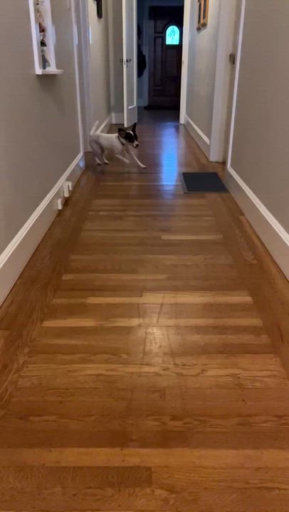 Enlarge Johnny Gill, a Adoptable mixed breed in burlingame, CA video 2/6